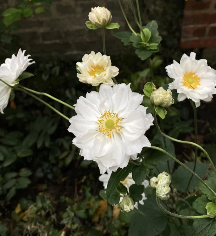 White autumn anemone flowers