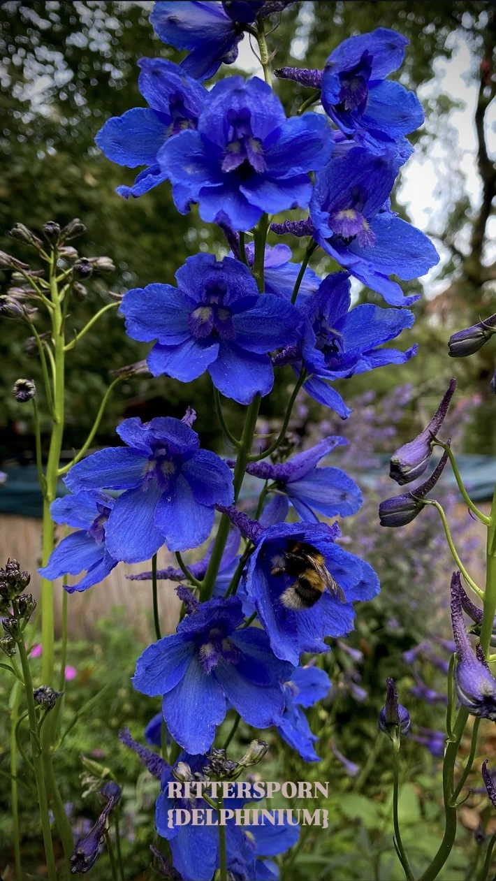 Deep violet-blue delphiniums with a bumblebee